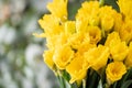 Bouquets of yellow daffodils. Spring flowers from Dutch gardener. Concept of a florist in a flower shop. Wallpaper.