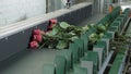 Bouquettes of pink roses are being placed into the conveyor on factory.