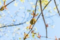 Bourgeon of ash-leaved maple tree with blue sky