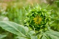 Bourgeon of sunflower Royalty Free Stock Photo