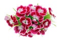 Boutonniere of red summer mini carnations macro isolated