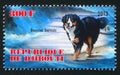 Bouvier bernois dog Royalty Free Stock Photo