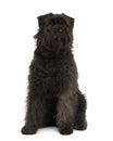 Bouvier des Ardennes dog, sitting