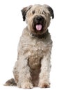 Bouvier des Flandres, 2 years old, sitting Royalty Free Stock Photo