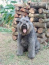 Bouvier des flandres