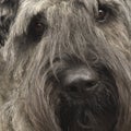 Bouvier des Flandres () Royalty Free Stock Photo