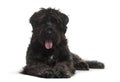 Bouvier des Flandres dog lying against white background