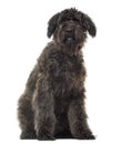 Bouvier des Flandres sitting, isolated