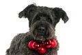 Bouvier dog with Christmas balls