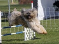 Bouvier dog going over an agility jump
