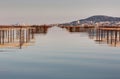 Bouzigues - Herault - Occitania - France