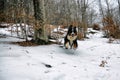 Cane che salta sulla neve