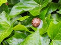 Bover snail on a leaf just wet by the rain, mollerussa, lerida, spain, europe Royalty Free Stock Photo