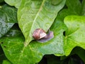 Bover snail on a leaf just wet by the rain, mollerussa, lerida, spain, europe Royalty Free Stock Photo