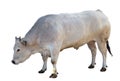 Bovine Royalty Free Stock Photo