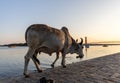 bovine animal near river with soft sunset reflections Royalty Free Stock Photo