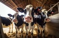 Bovine Assembly: Group of Cows Residing Indoors in Farm Yard. Generative ai