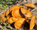 Suillus bovinus  Bovine Bolete mushroom Royalty Free Stock Photo