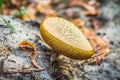 Bovine bolete mushroom Royalty Free Stock Photo