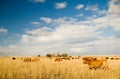 Bovine milk cows