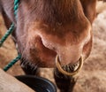 Bovine Nose Ring Royalty Free Stock Photo