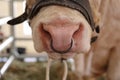 Bovine nose ring Royalty Free Stock Photo