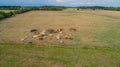 Bovine suffer from the dryness in the fields Royalty Free Stock Photo