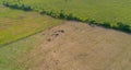 Bovine suffer from the dryness in the fields in Germnay Royalty Free Stock Photo