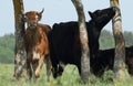 Bovines on a coastal meadow