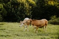 Bovines grazing in a grassy field under the sunlight