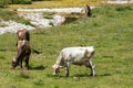 Bovines grazing