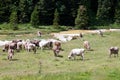 Bovines grazing