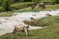 Bovines grazing