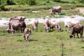 Bovines grazing