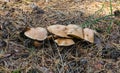 Bovinus mushroom Suillus bovinus in a pine forest Royalty Free Stock Photo