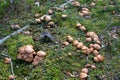 Bovinus mushroom Suillus bovinus in a pine forest Royalty Free Stock Photo