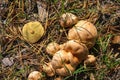 Bovinus mushroom Suillus bovinus in a pine forest Royalty Free Stock Photo