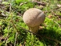Bovist mushroom stands in the forest Royalty Free Stock Photo
