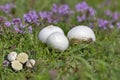 Bovista plumbea, also referred to as the paltry puffball, is a small puffball mushroom commonly found in Western Europe Royalty Free Stock Photo