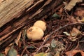 Bovista plumbea growing in the woods Royalty Free Stock Photo