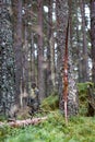 Bow against tree and hunter in the distance, Aviemore, Scotland, United Kingdom Royalty Free Stock Photo