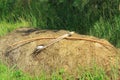 Bow and arrows in the hay stack