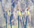 Bow Arrows Sport archery concept summer Royalty Free Stock Photo