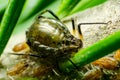 Bow-Legged Abies Fir Aphid Parasite Pest Insect on Green Fir Tree Macro