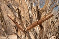 Bow and Quiver of a San or Bushman Hunter Royalty Free Stock Photo