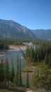 Bow valley banff mountain tree forest river