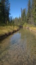 Bow valley banff river Royalty Free Stock Photo