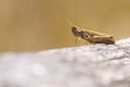 Bow-winged grasshopper, Chorthippus biguttulus, resting Royalty Free Stock Photo