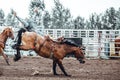 Bowden, Alberta, Canada, 26 July 2019 / Moments from the Bowden Daze, the town`s rodeo. Bronco riding, wild horse bucking and Royalty Free Stock Photo