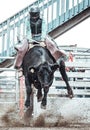 Bowden, Canada, 26 july 2019 / Cow or bull riding during western style town rodeo; dangerous sport and animal cruelty concepts Royalty Free Stock Photo